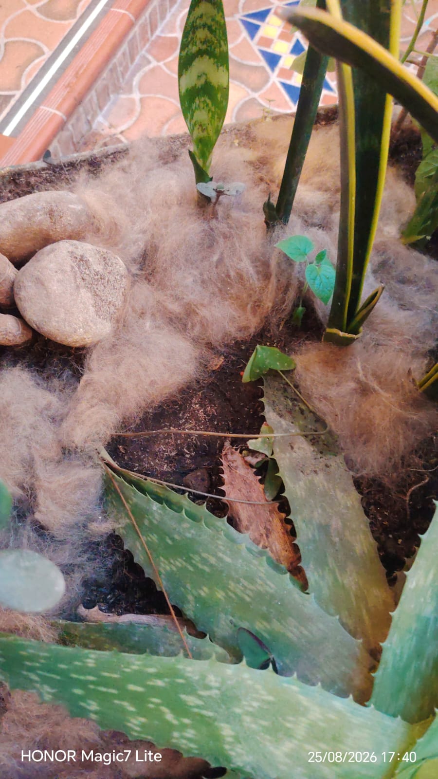 Vegetación y fibras distribuidas sobre el suelo