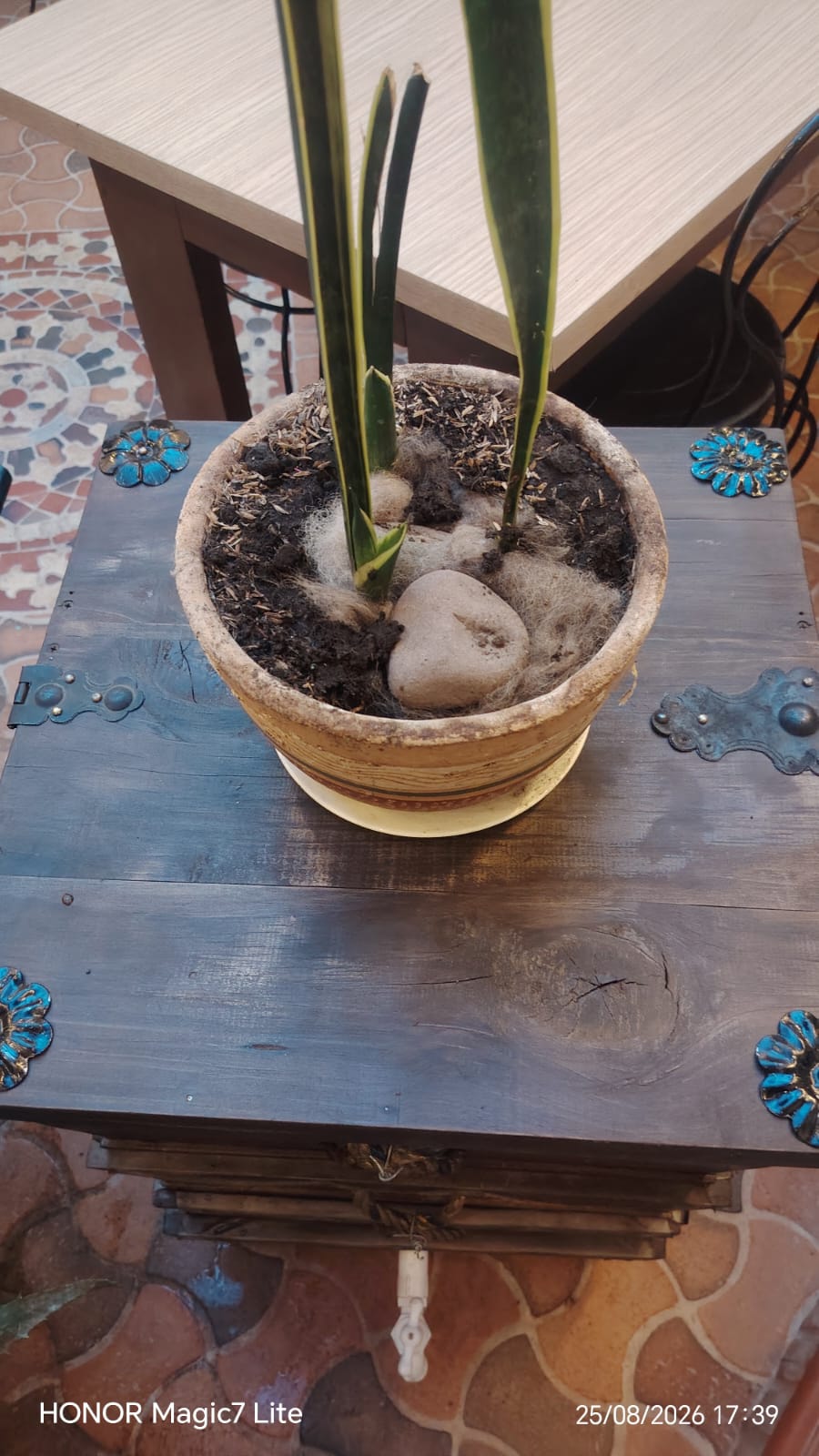 Maceta con planta y fibras sobre el sustrato