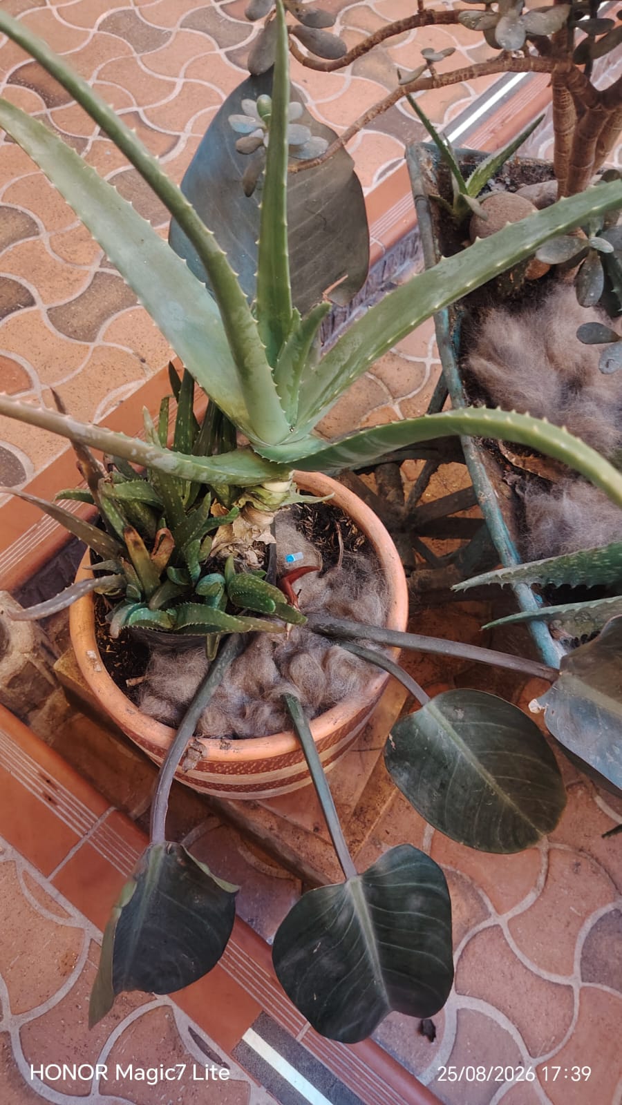 Vista de una maceta con plantas y fibras en el jardín