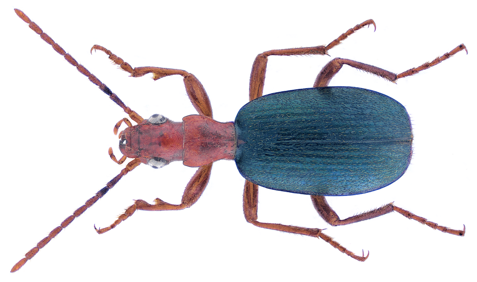 Escarabajo bombardero Brachinus crepitans, inspiración biológica del proyecto Reactores pulsantes