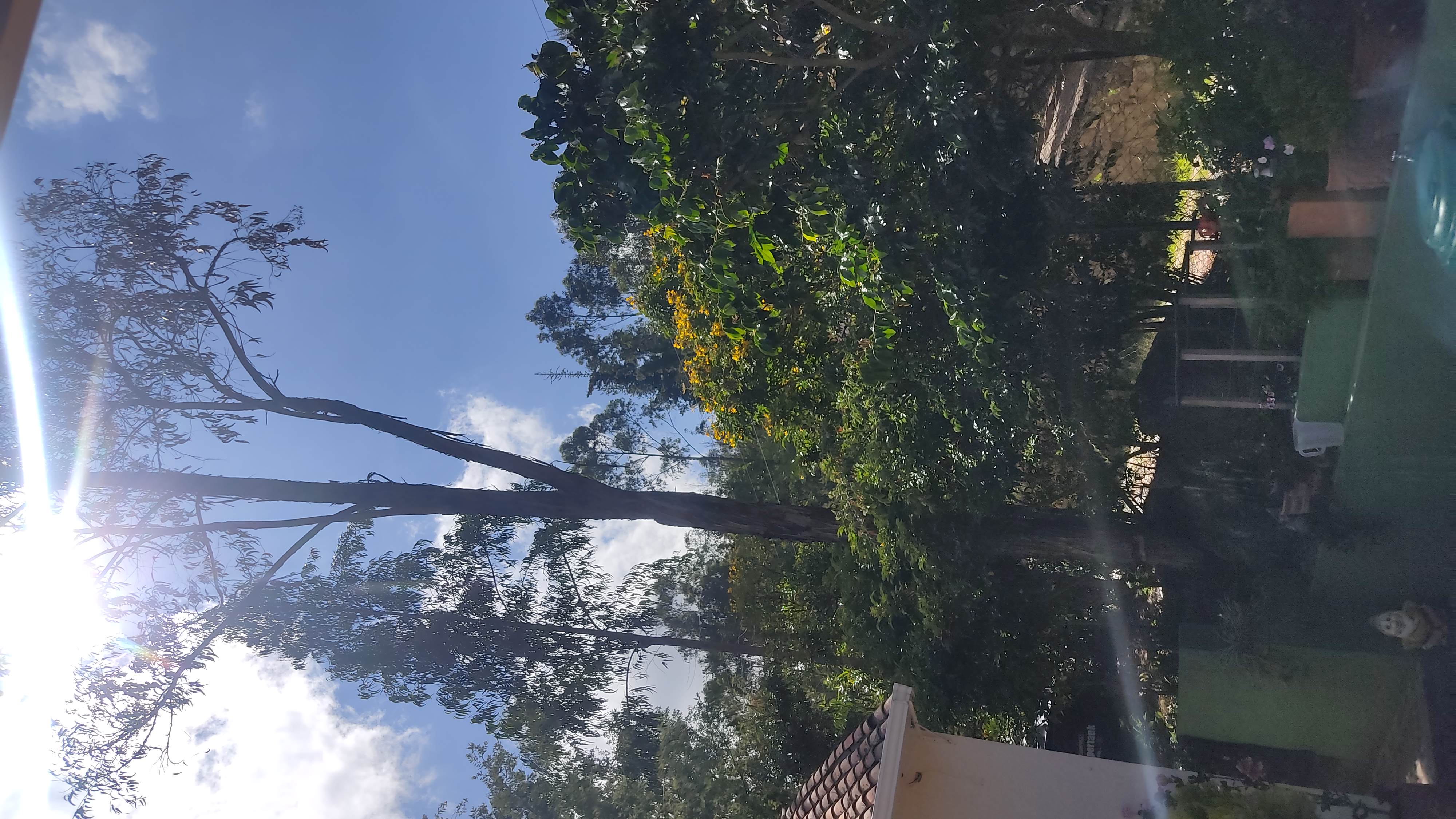 Tree and vegetation beside a home in Cucaita