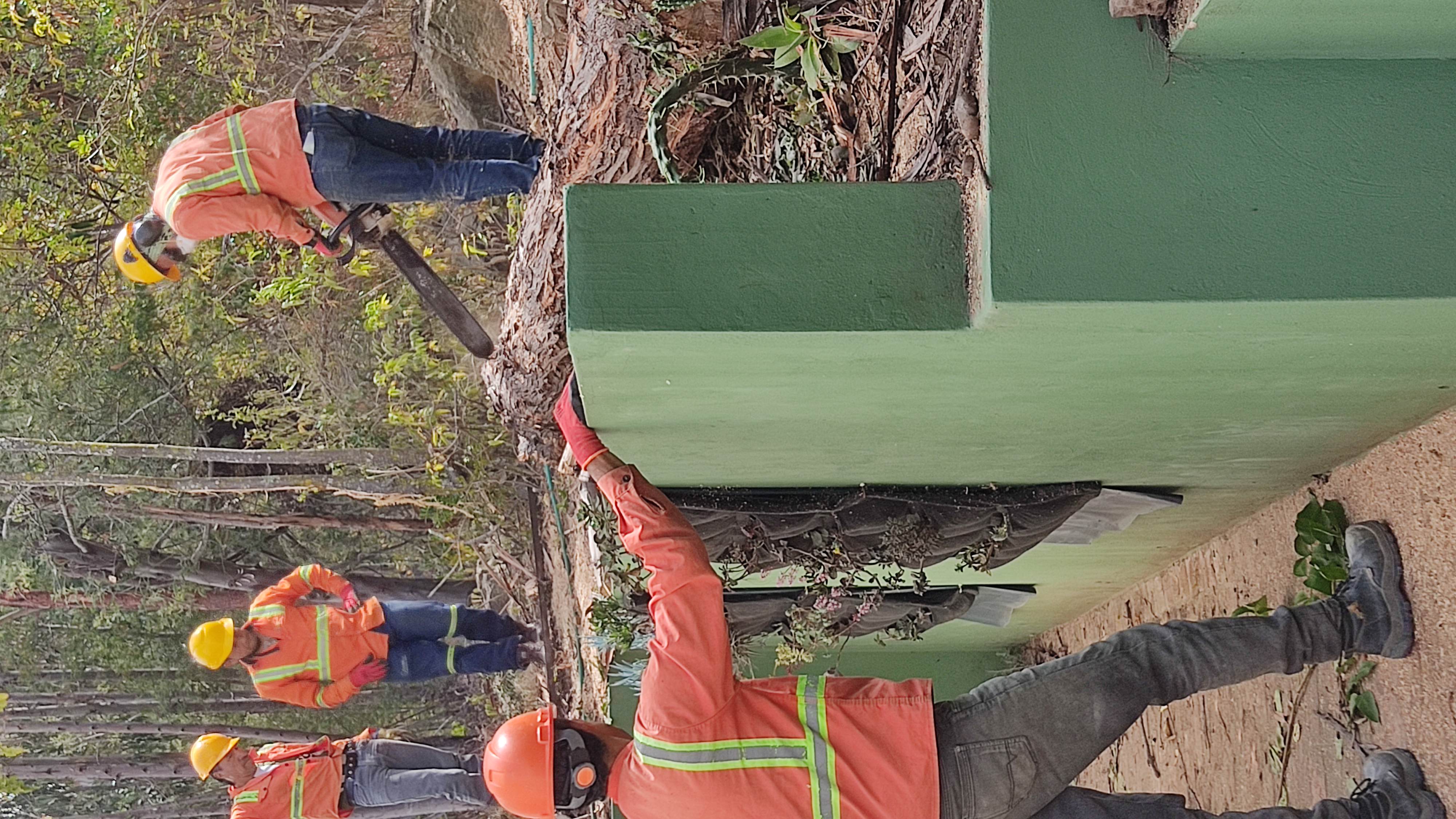 Team cutting a tree trunk in Cucaita