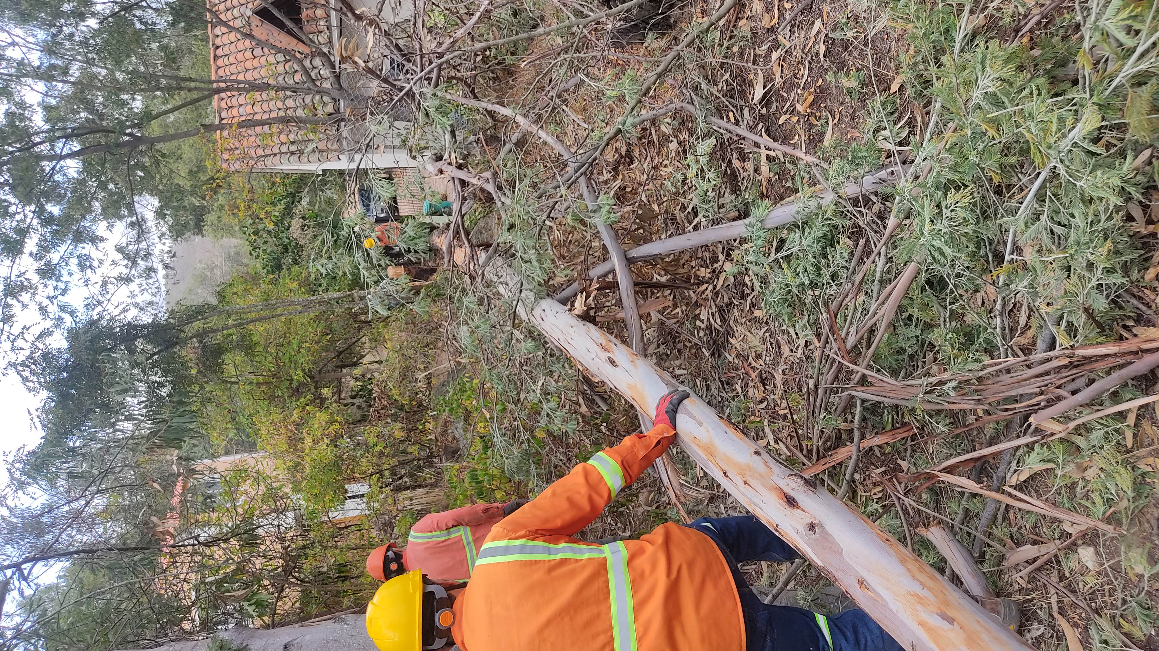 Team and felled tree trunk beside a home in Cucaita